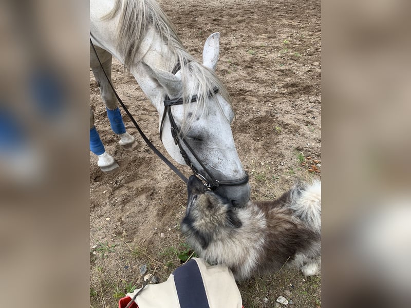 Wolfsspitzzucht Dschidi ˋs