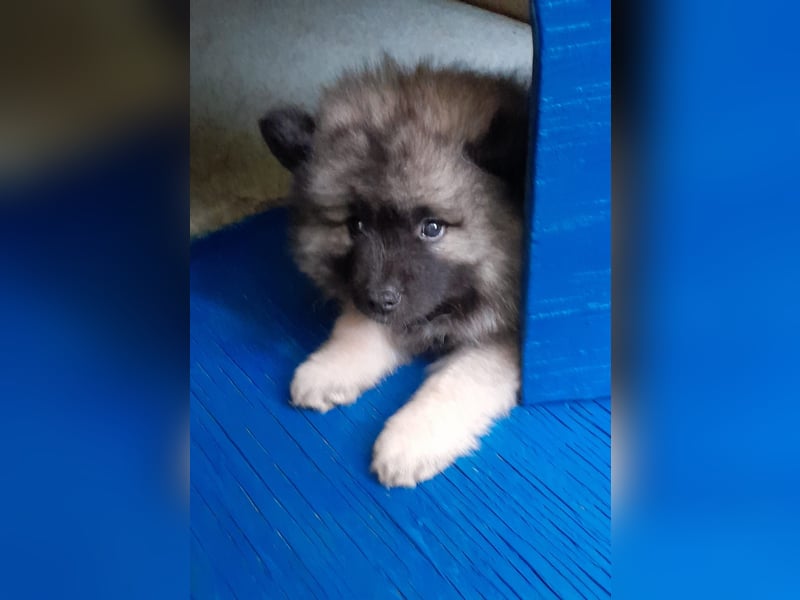 Wolfsspitzzucht Dschidi ˋs