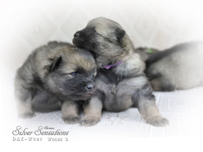 Wolfsspitz-Welpen