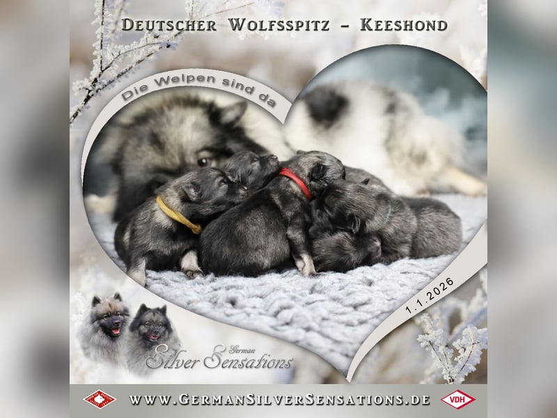 Wolfsspitz-Welpen