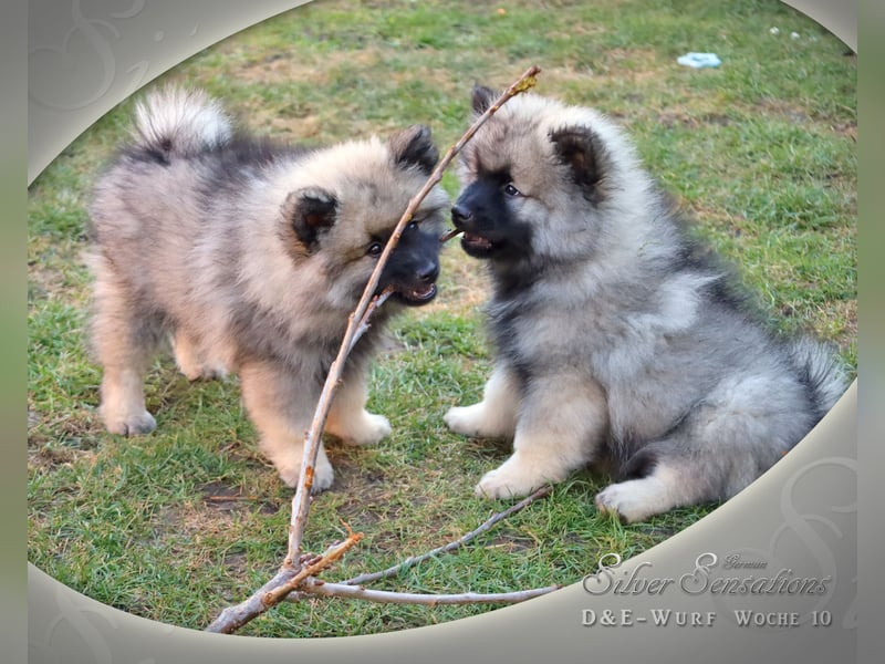 Wolfsspitz-Welpen (abgabebereit)