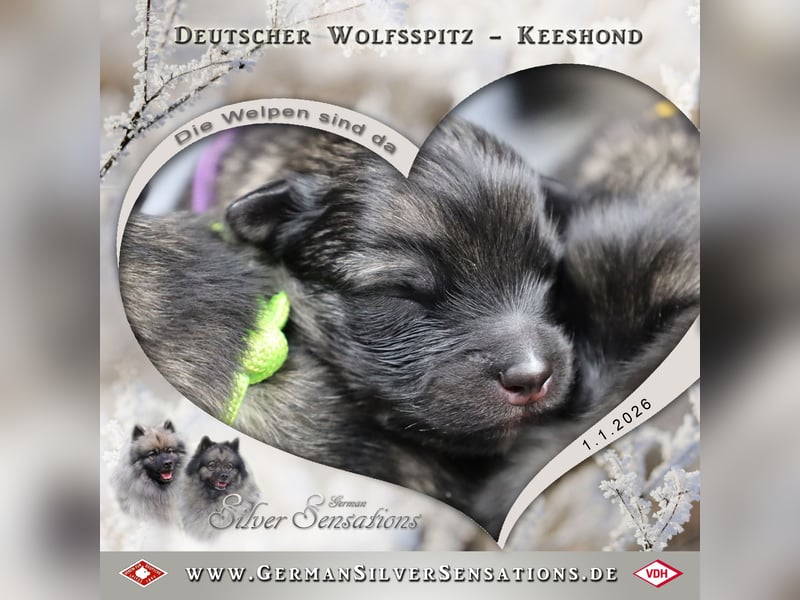 Wolfsspitz-Welpen