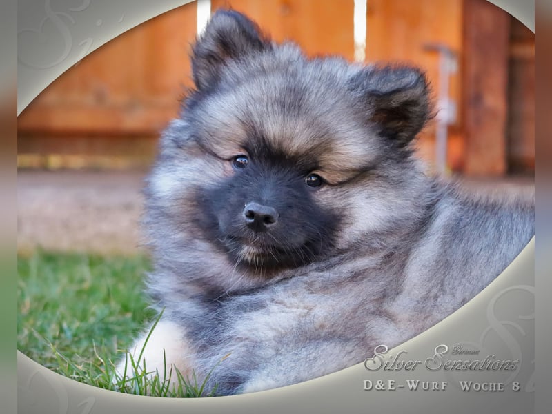 Wolfsspitz-Welpen (abgabebereit)
