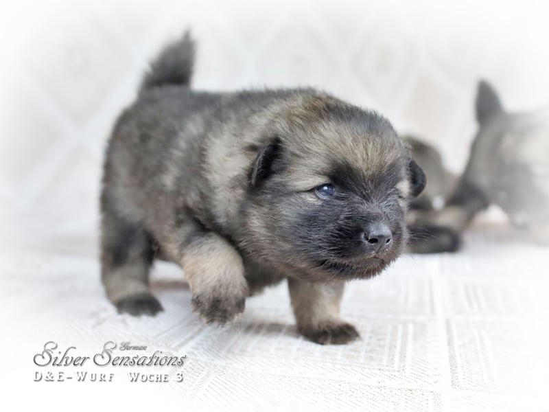Wolfsspitz-Welpen