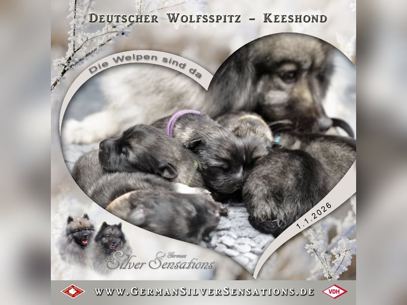 Wolfsspitz-Welpen