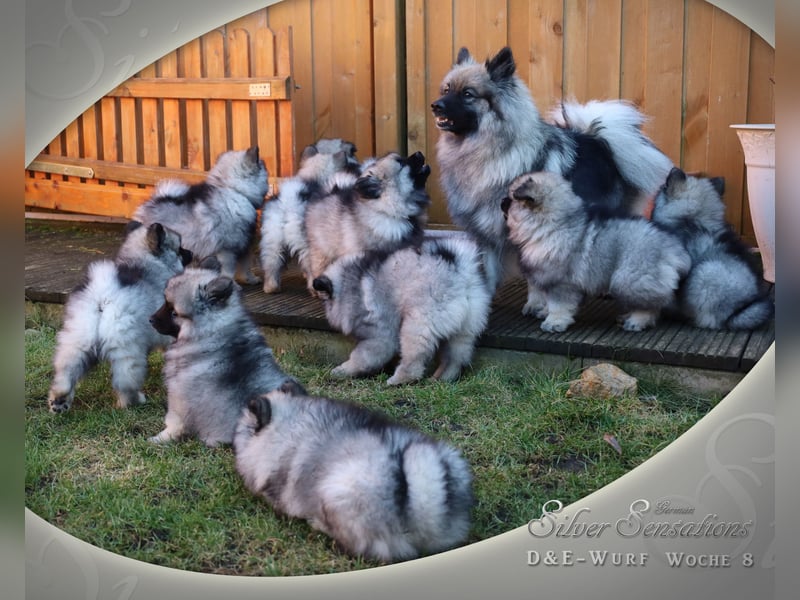Wolfsspitz-Welpen (abgabebereit)
