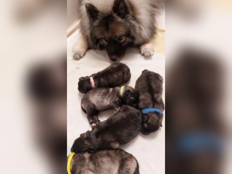 P-Wurf von Haus Rubens