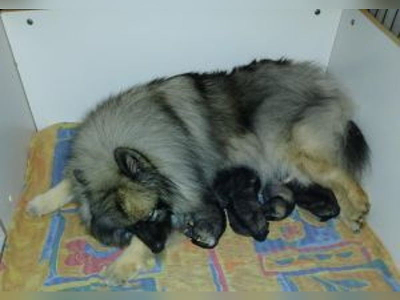 P-Wurf von Haus Rubens