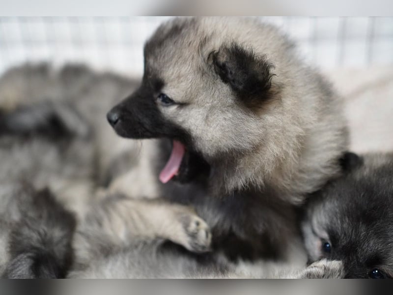 Wolfspitz Welpen