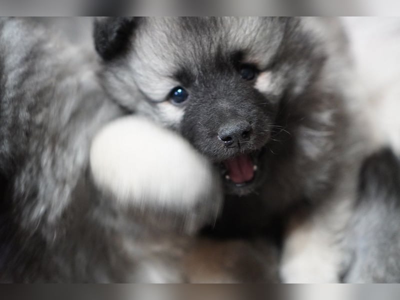 Wolfspitz Welpen