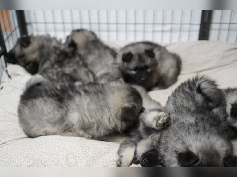 Wolfspitz Welpen