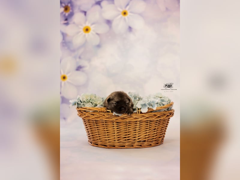 Wolfsspitz Welpen suchen ihren Traumplatz