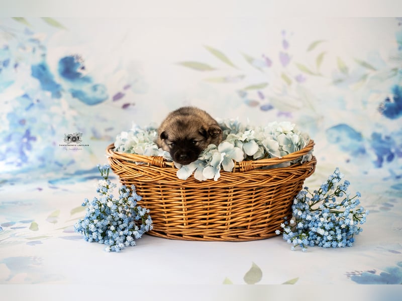 Wolfsspitz Welpen suchen ihren Traumplatz