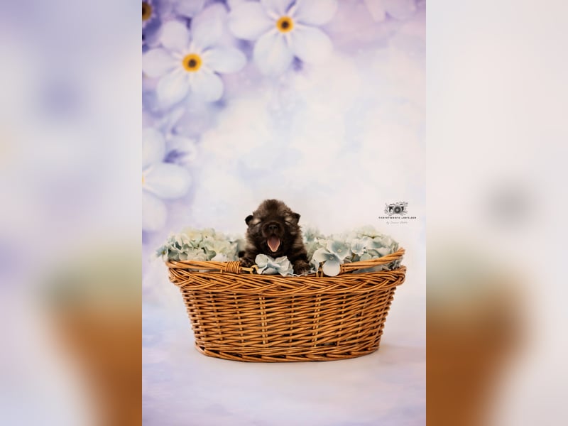 Wolfsspitz Welpen suchen ihren Traumplatz