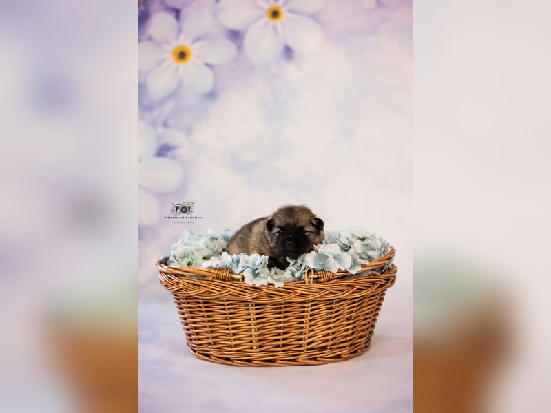 Wolfsspitz Welpen suchen ihren Traumplatz