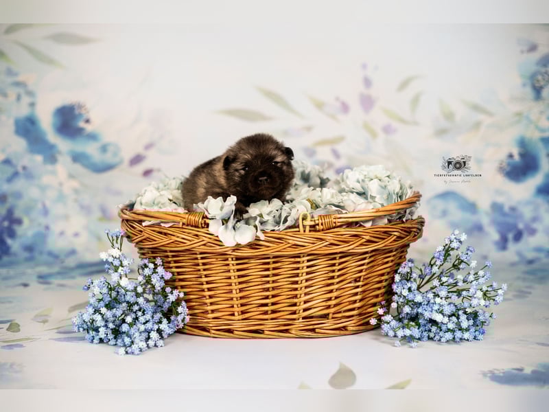 Wolfsspitz Welpen suchen ihren Traumplatz