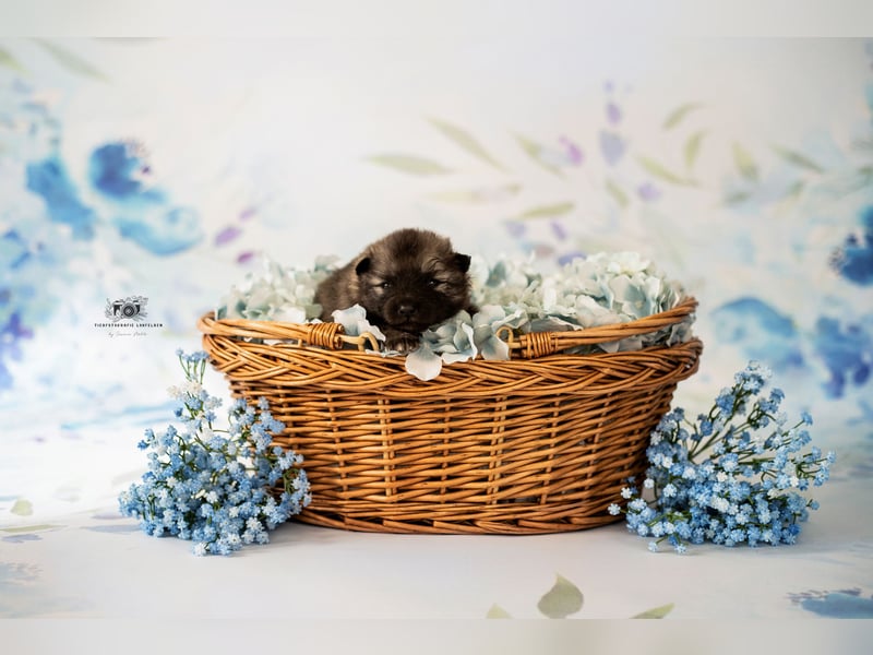 Wolfsspitz Welpen suchen ihren Traumplatz