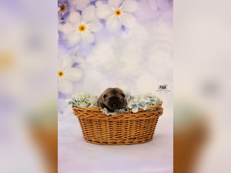 Wolfsspitz Welpen suchen ihren Traumplatz