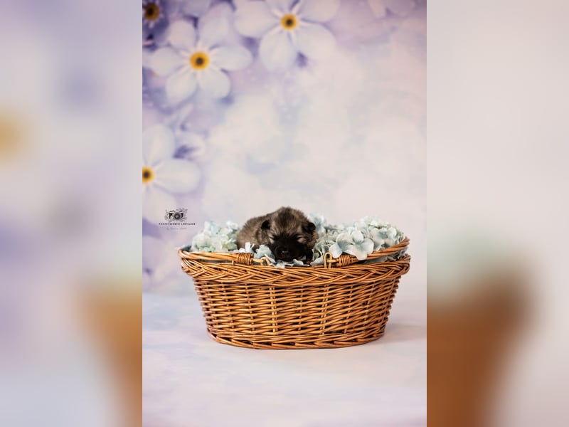 Wolfsspitz Welpen suchen ihren Traumplatz