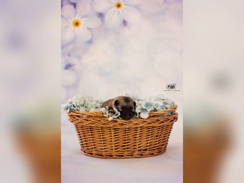 Wolfsspitz Welpen suchen ihren Traumplatz