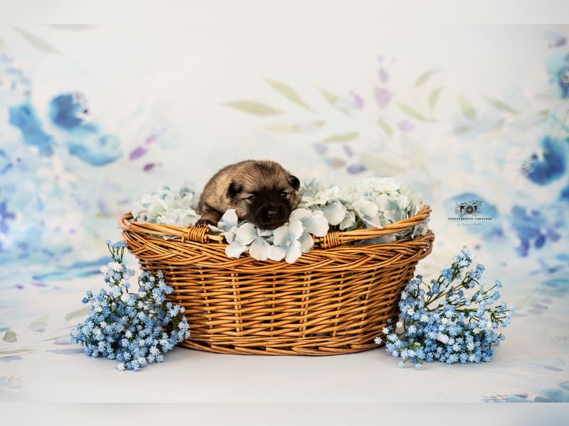 Wolfsspitz Welpen suchen ihren Traumplatz