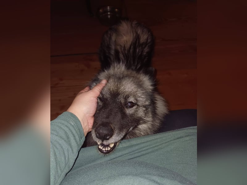 SARAH ca. 6 J. Wolfsspitzhündin sucht ruhigs Zuhause