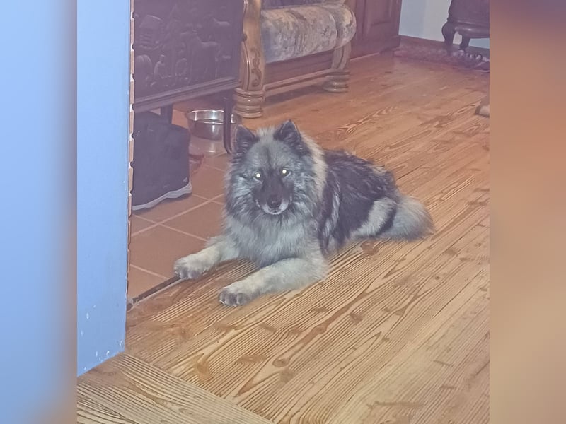 SARAH ca. 6 J. Wolfsspitzhündin sucht ruhigs Zuhause