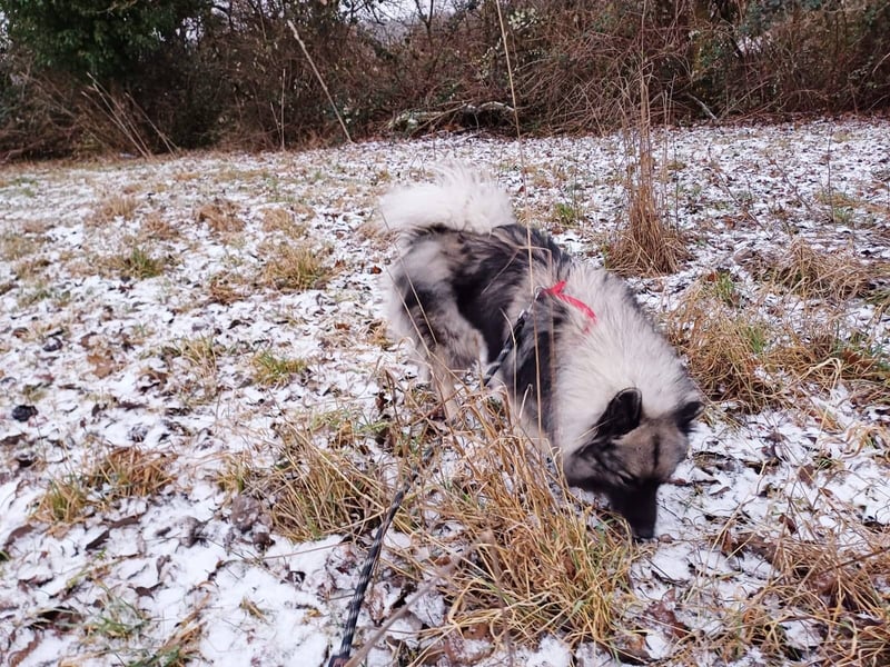 SARAH ca. 6 J. Wolfsspitzhündin sucht ruhigs Zuhause