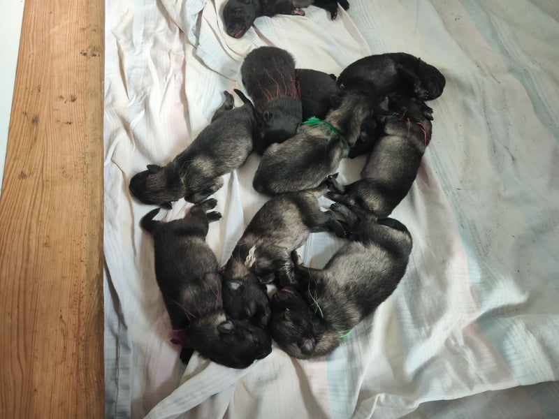 Wolfsspitzwelpen –Rüden und Hündinnen  aus VDH Zucht abzugeben