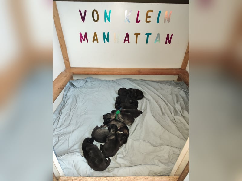 Wolfsspitzwelpen –Rüden und Hündinnen  aus VDH Zucht abzugeben