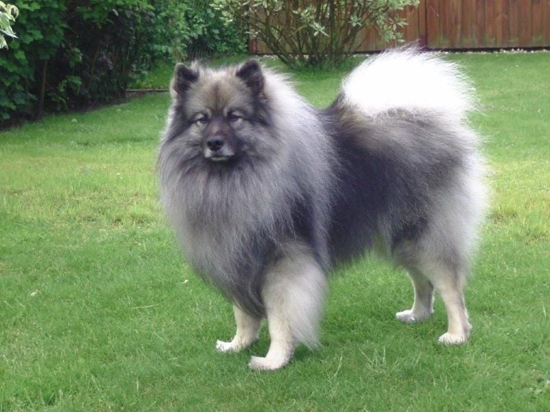 Wolfsspitzwelpen –Rüden und Hündinnen  aus VDH Zucht abzugeben