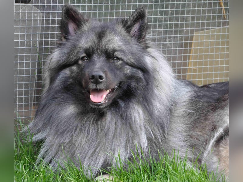 Wolfsspitzwelpen –Rüden und Hündinnen  aus VDH Zucht abzugeben