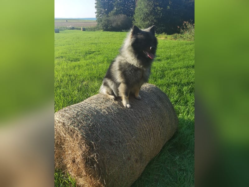 Wolfsspitzrüde Odin sucht liebevolles Zuhause