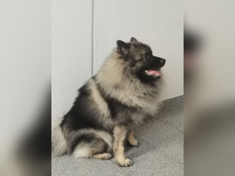 Wolfsspitzrüde Odin sucht liebevolles Zuhause
