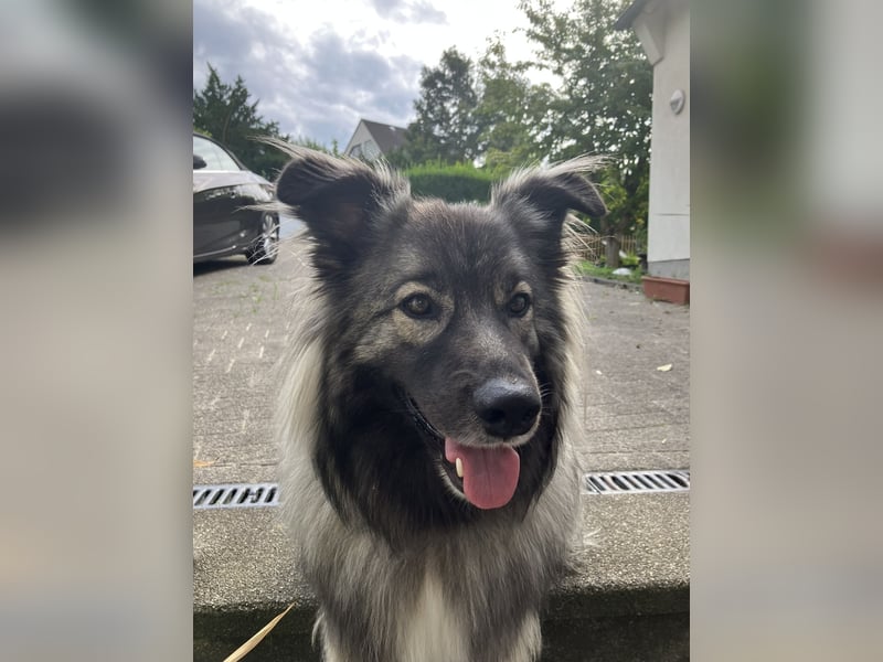 Wolfsspitz als Deckrüde