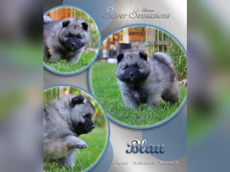 Rüde blau