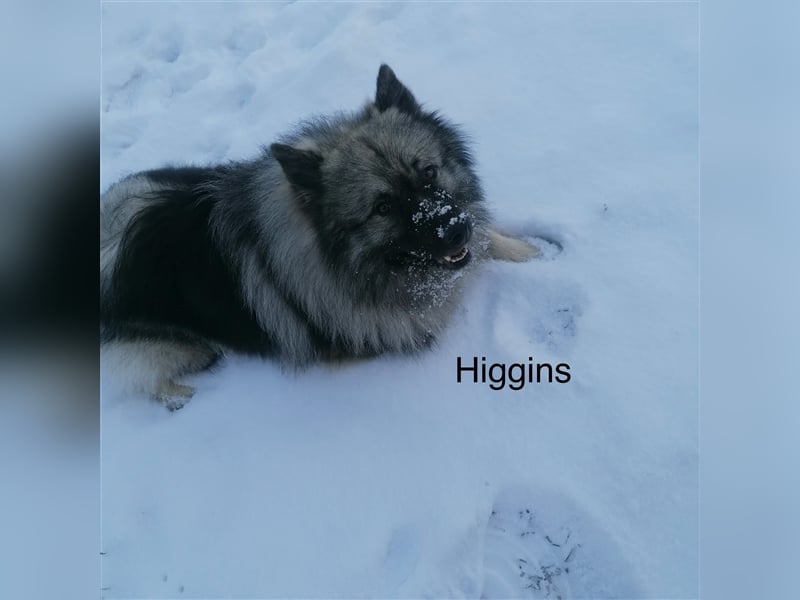 Wolfsspitz Deckrüden-kein Verkauf