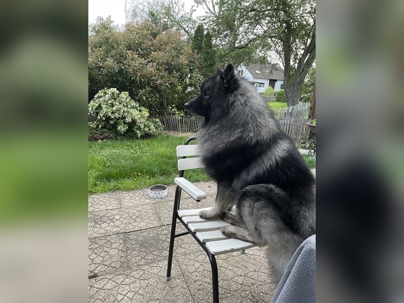 Wolfsspitz Deckrüden-kein Verkauf