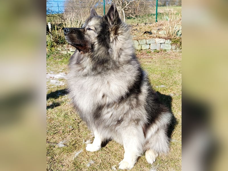Wolfsspitzrüde (6J.) sucht