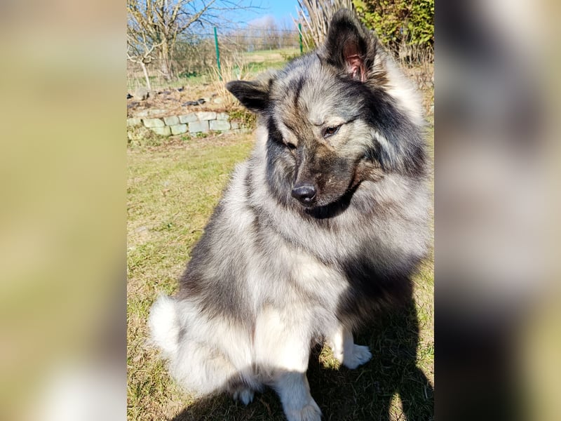 Wolfsspitzrüde (6J.) sucht