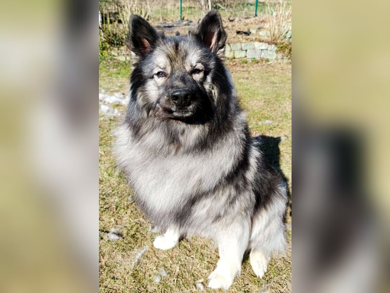 Wolfsspitzrüde (6J.) sucht
