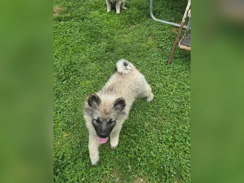 Wolfsspitz