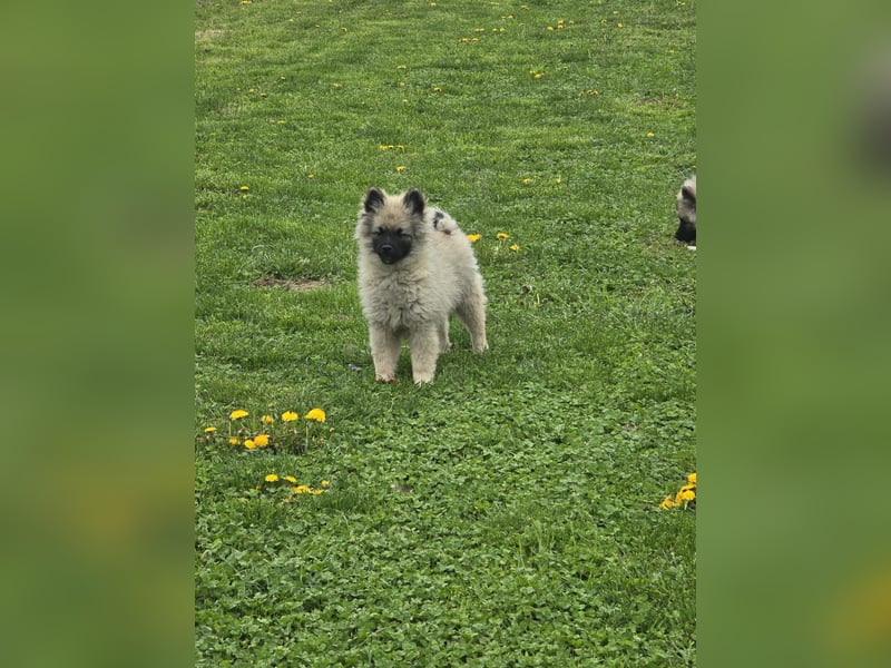 Wolfsspitz