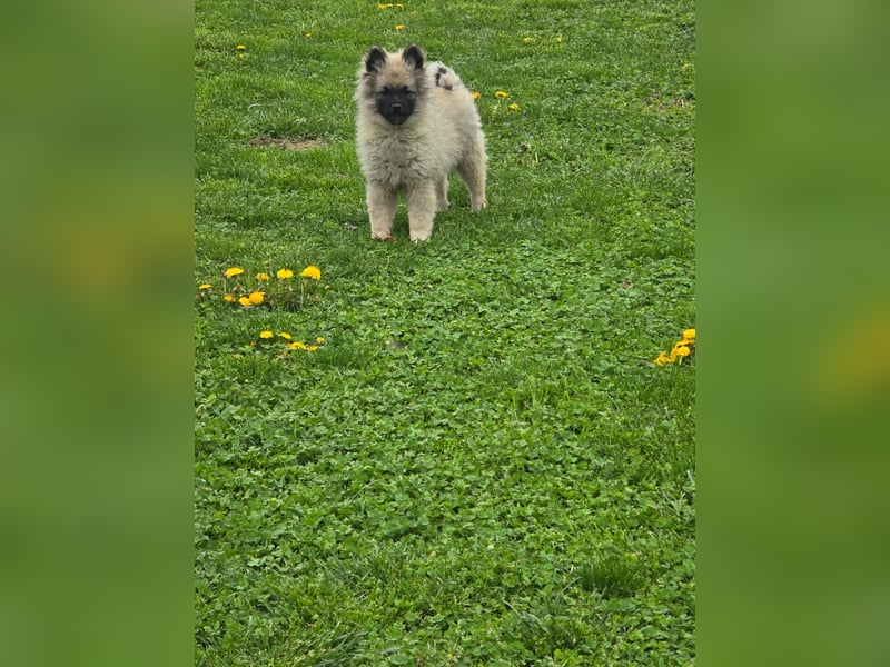 Wolfsspitz