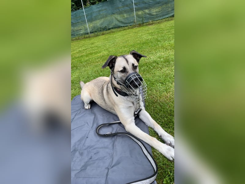 Milo sucht erfahrenes Zuhause