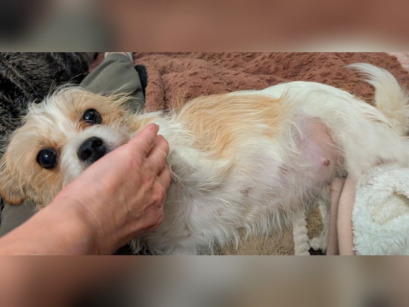 Wurfankündigung: Wir erwarten Chibietzu +Poos Mitte Januar 2026 