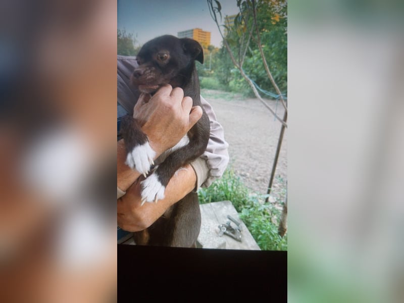 JackRussel mix 2 Jahre JackRussel mix 2 Jahre