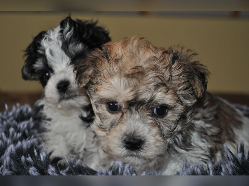Wunderschöne Yorkipoo Welpen in Sonderlackierung