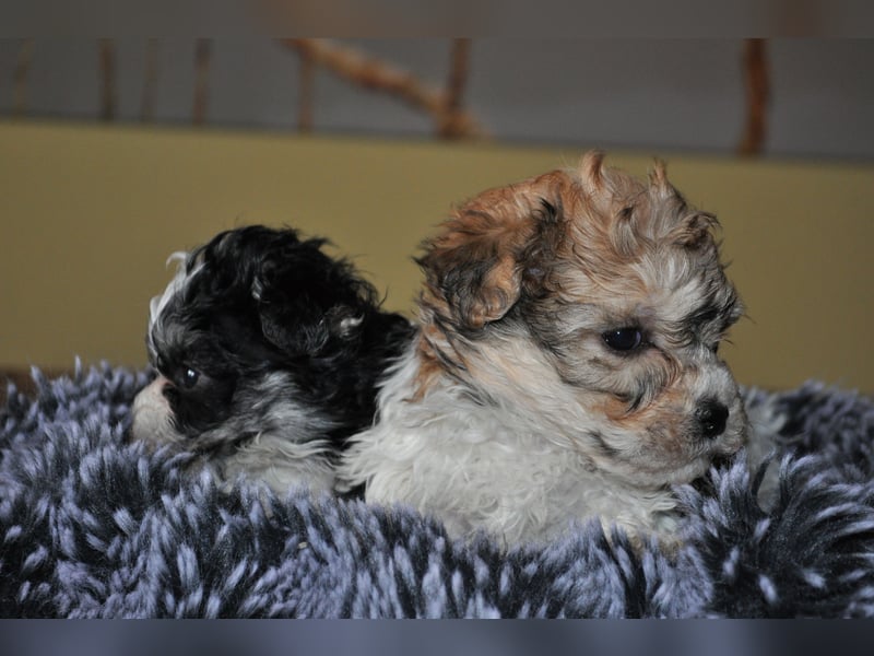 Wunderschöne Yorkipoo Welpen in Sonderlackierung