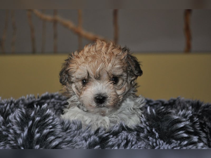 Wunderschöne Yorkipoo Welpen in Sonderlackierung